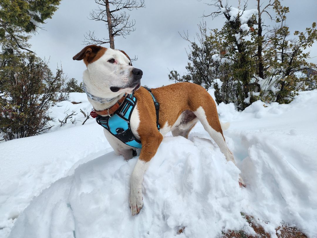PETEY, an adoptable Boxer, Pit Bull Terrier in Phoenix, AZ, 85028 | Photo Image 3