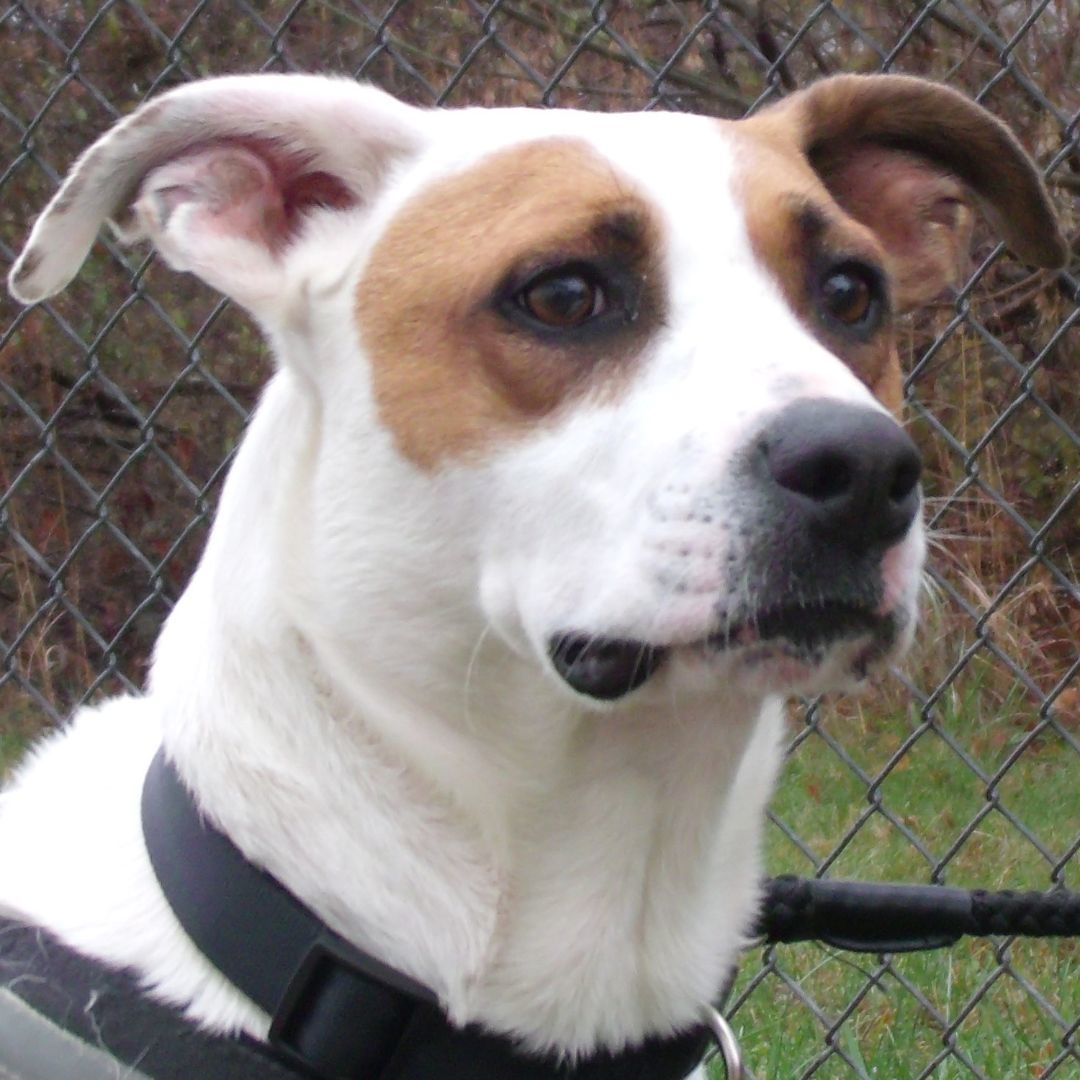 Chip T, an adoptable Jack Russell Terrier, Beagle in Somerset, KY, 42502 | Photo Image 2