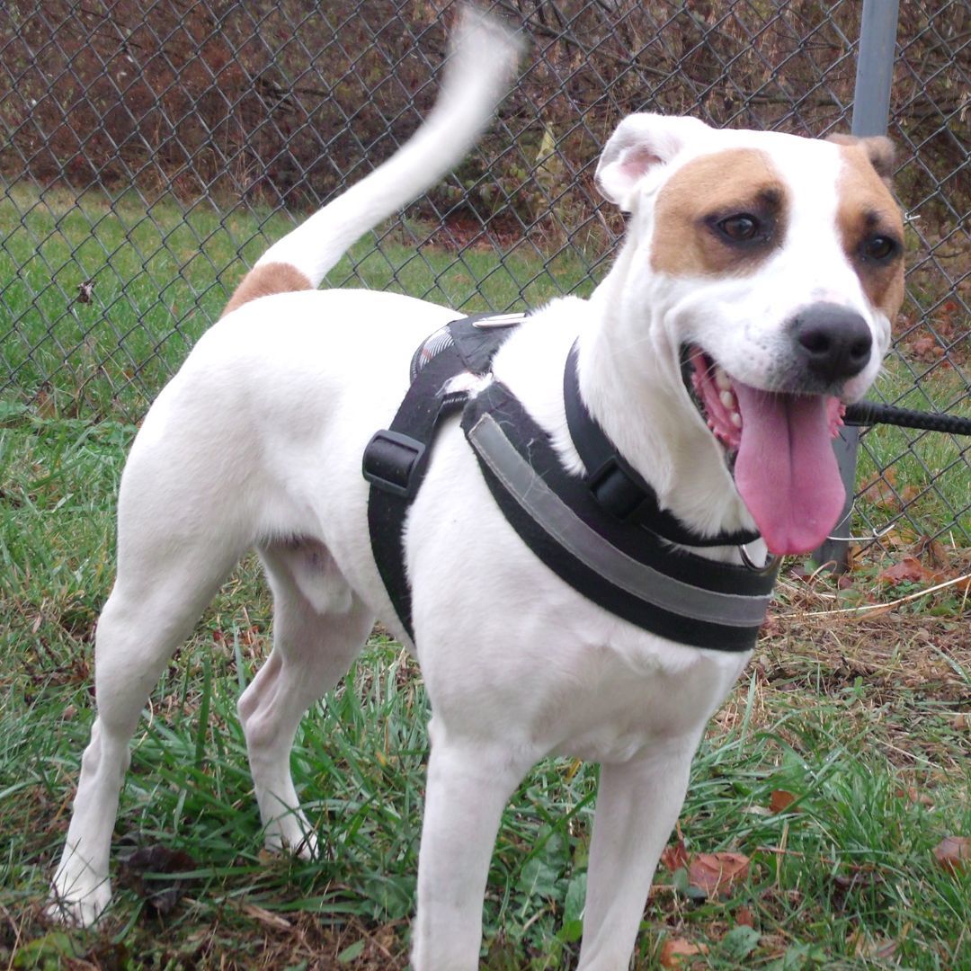 Chip T, an adoptable Jack Russell Terrier, Beagle in Somerset, KY, 42502 | Photo Image 3