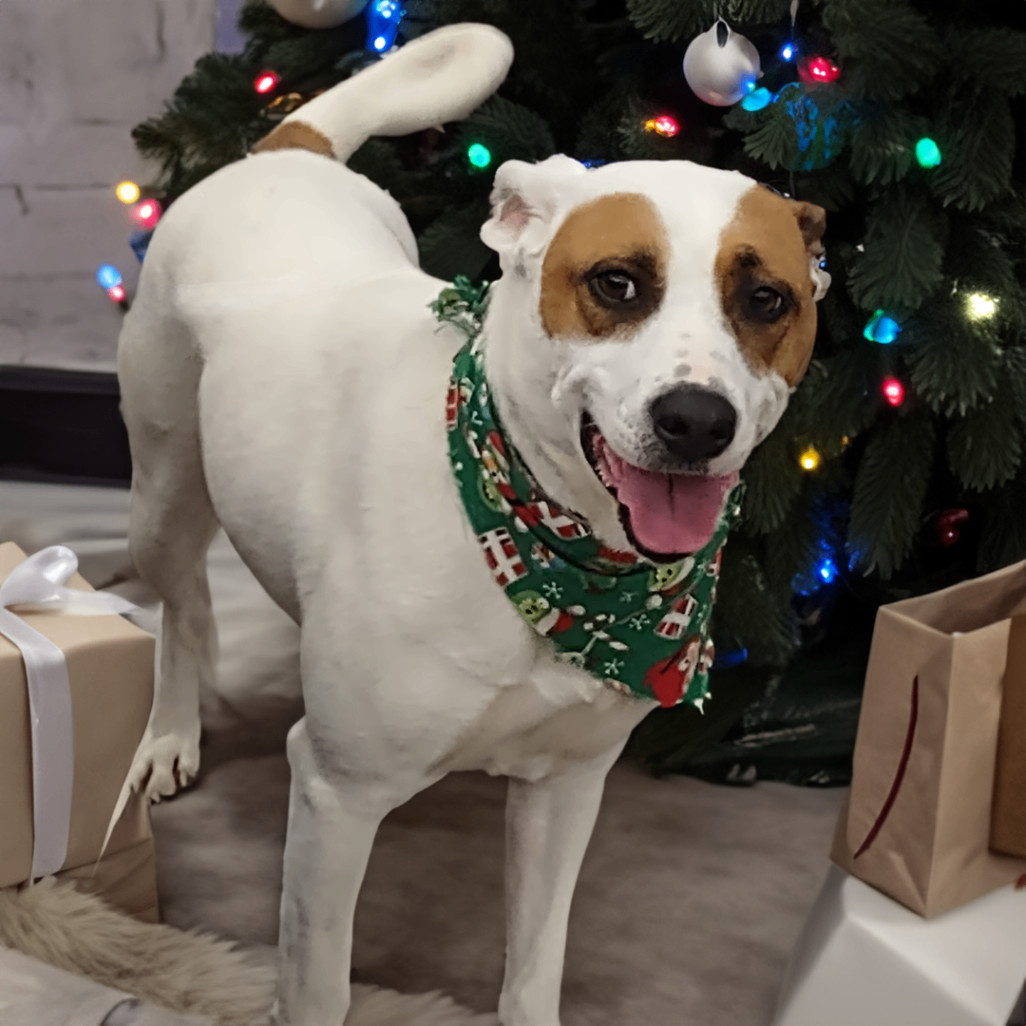 Chip T, an adoptable Jack Russell Terrier, Beagle in Somerset, KY, 42502 | Photo Image 1