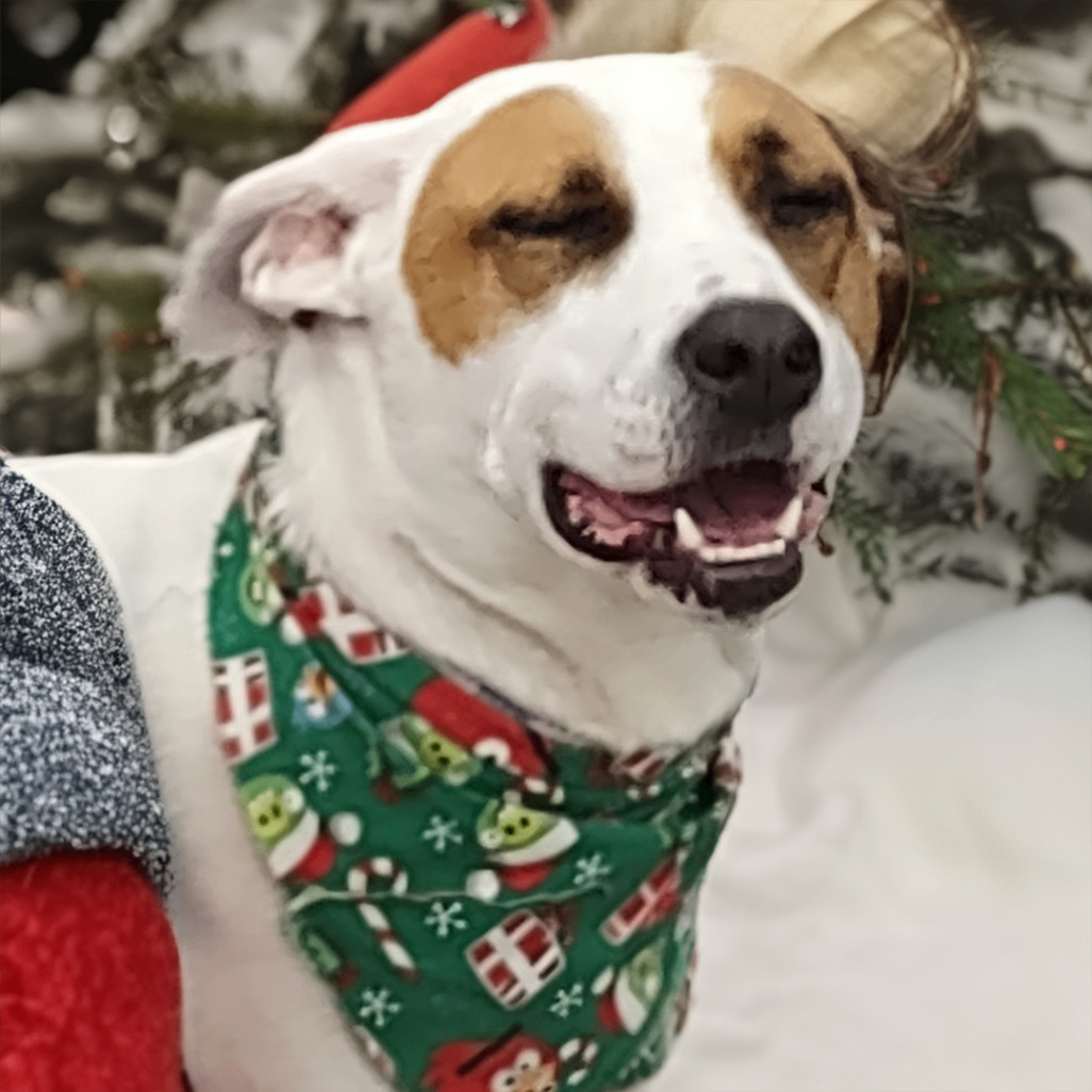 Chip T, an adoptable Jack Russell Terrier, Beagle in Somerset, KY, 42502 | Photo Image 4
