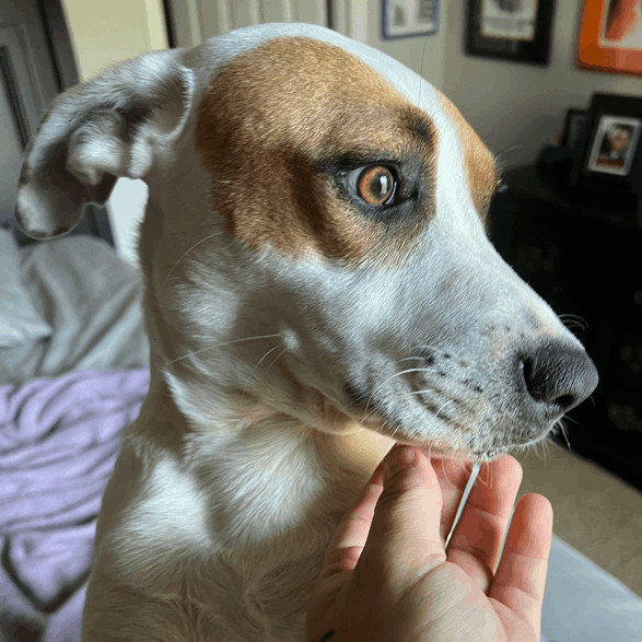 Chip T, an adoptable Jack Russell Terrier, Beagle in Somerset, KY, 42502 | Photo Image 5