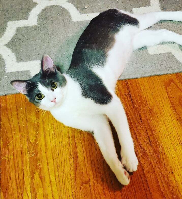 Cat for adoption Gum Drop , a Manx in Mobile, AL Petfinder