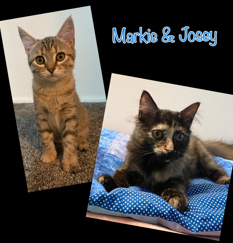 Josey / Markie, an adoptable Domestic Short Hair in Sandy, UT, 84070 | Photo Image 1