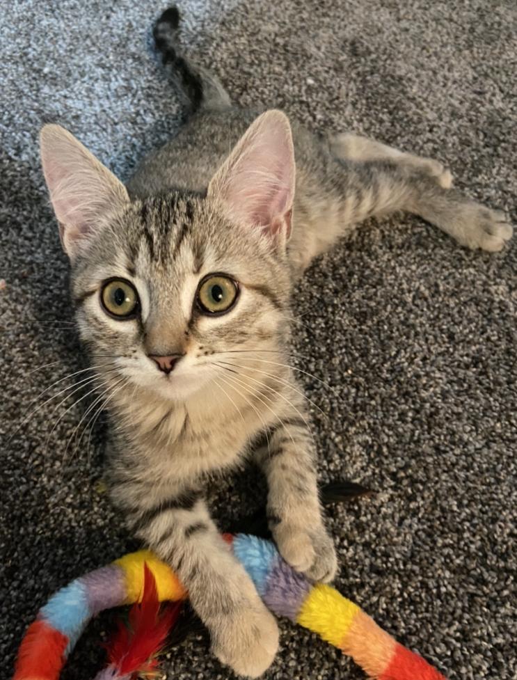 Josey / Markie, an adoptable Domestic Short Hair in Sandy, UT, 84070 | Photo Image 2