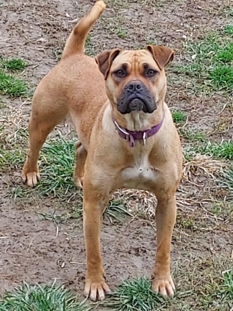 Candy, an adoptable Shar-Pei, Mixed Breed in St. Clairsville, OH, 43950 | Photo Image 1