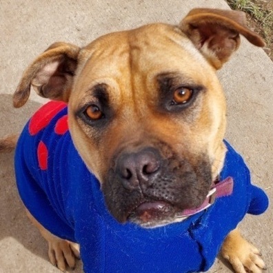Candy, an adoptable Shar-Pei, Mixed Breed in St. Clairsville, OH, 43950 | Photo Image 2