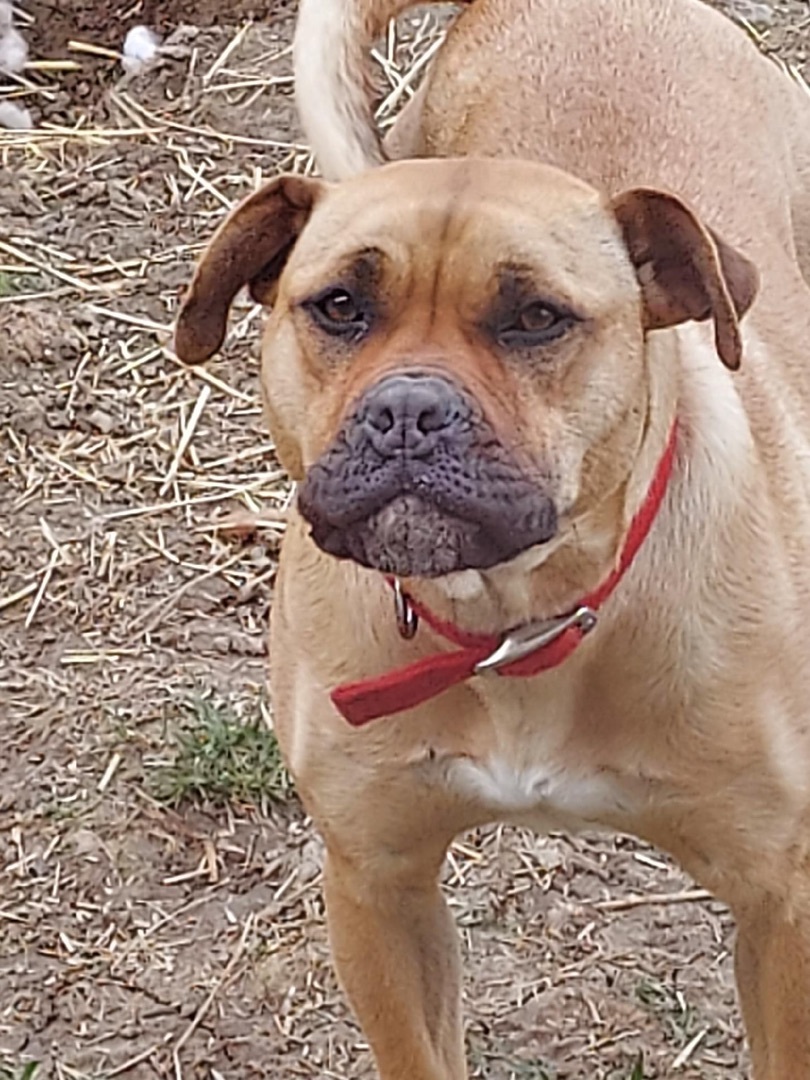 Candy, an adoptable Shar-Pei, Mixed Breed in St. Clairsville, OH, 43950 | Photo Image 3