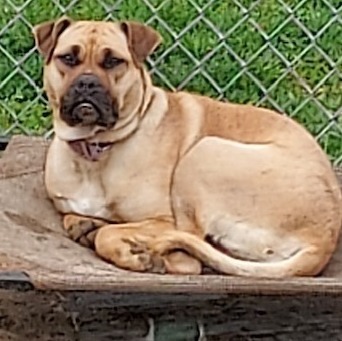 Candy, an adoptable Shar-Pei, Mixed Breed in St. Clairsville, OH, 43950 | Photo Image 5