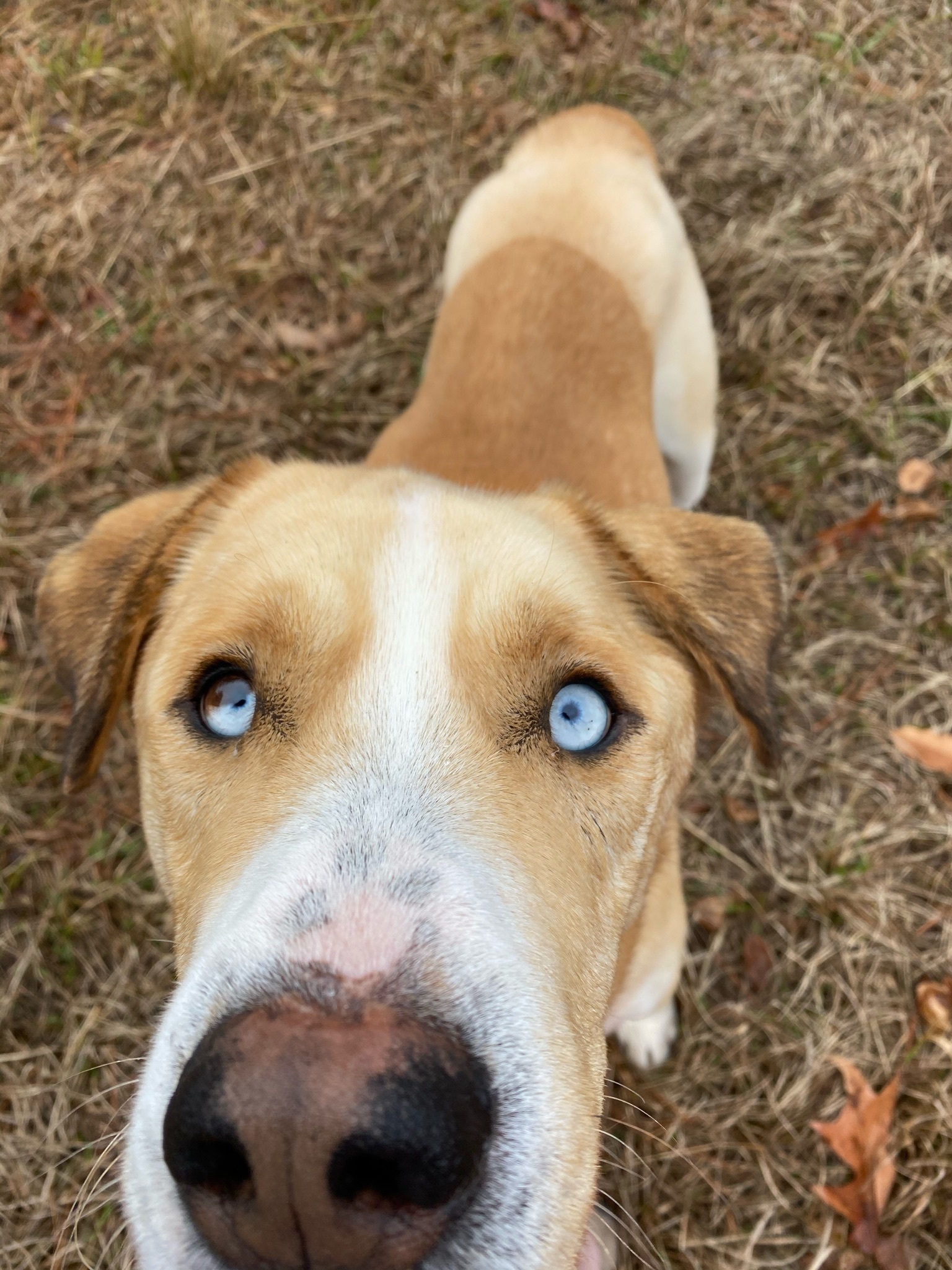 Eli, an adoptable Akita in Ridgeland, SC, 29936 | Photo Image 2