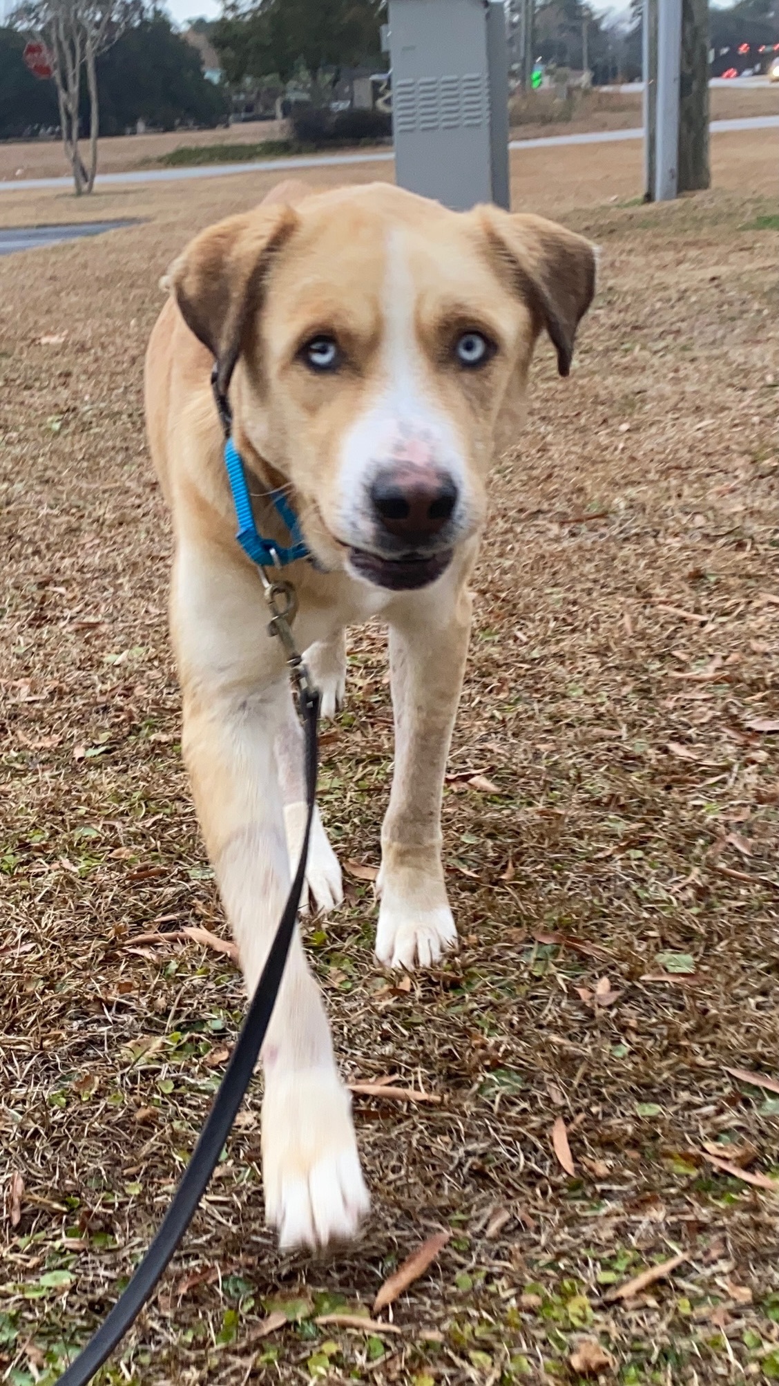 Eli, an adoptable Akita in Ridgeland, SC, 29936 | Photo Image 4