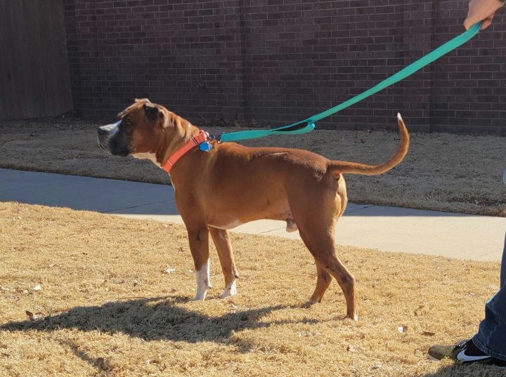Giblet, an adopted Boxer Mix in Newcastle, OK_image-4