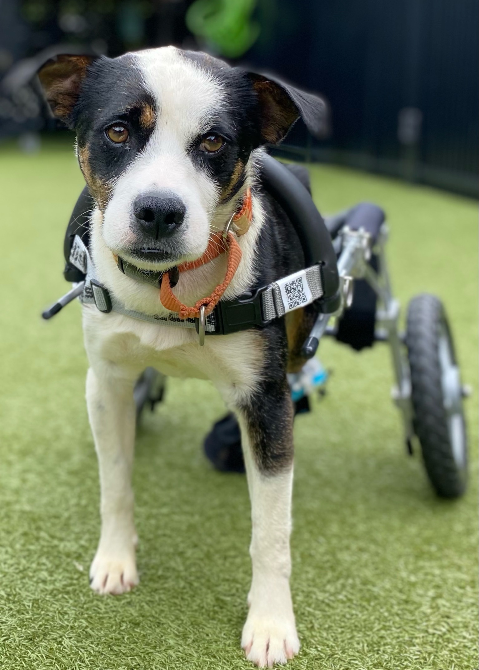 Oakley, an adoptable Shepherd in Ridgeland, SC, 29936 | Photo Image 1