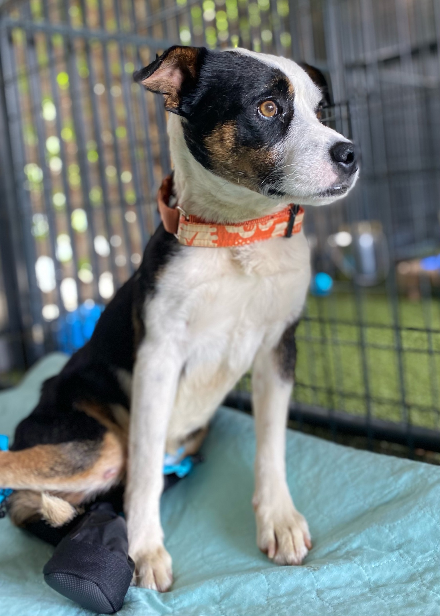 Oakley, an adoptable Shepherd in Ridgeland, SC, 29936 | Photo Image 4