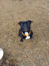 Delaney PUPDATE