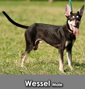 Wessel Mountain Dog Dog