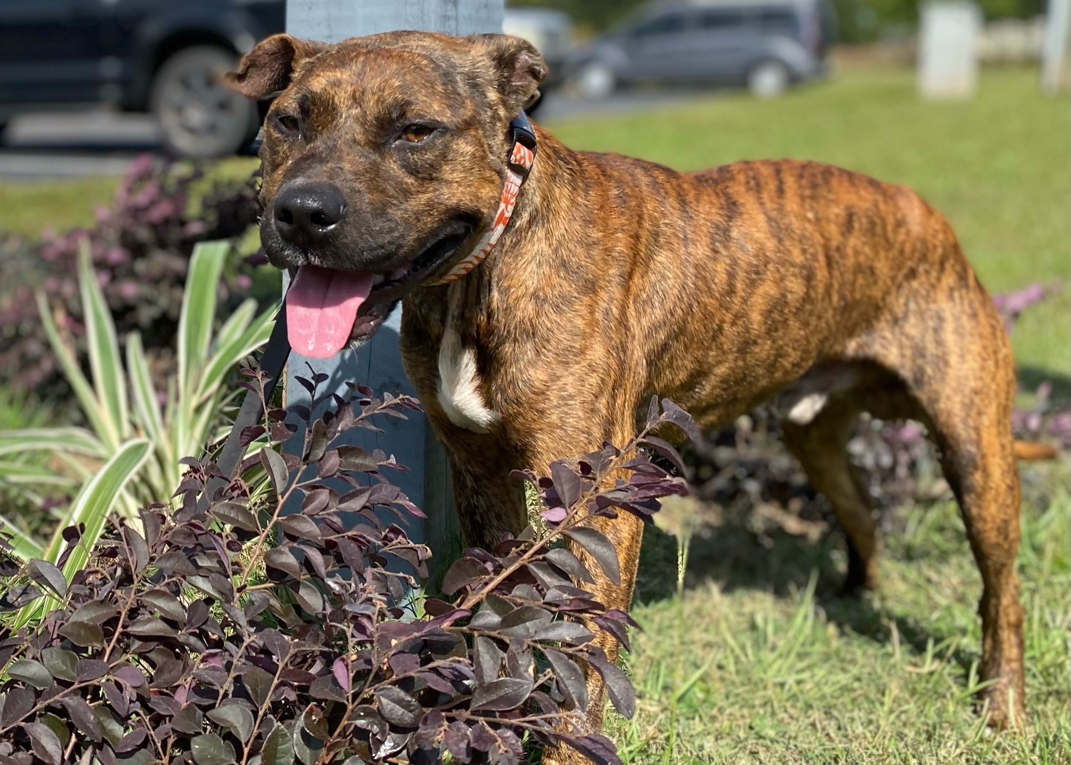 Ryder, an adoptable Pit Bull Terrier in Ridgeland, SC, 29936 | Photo Image 1