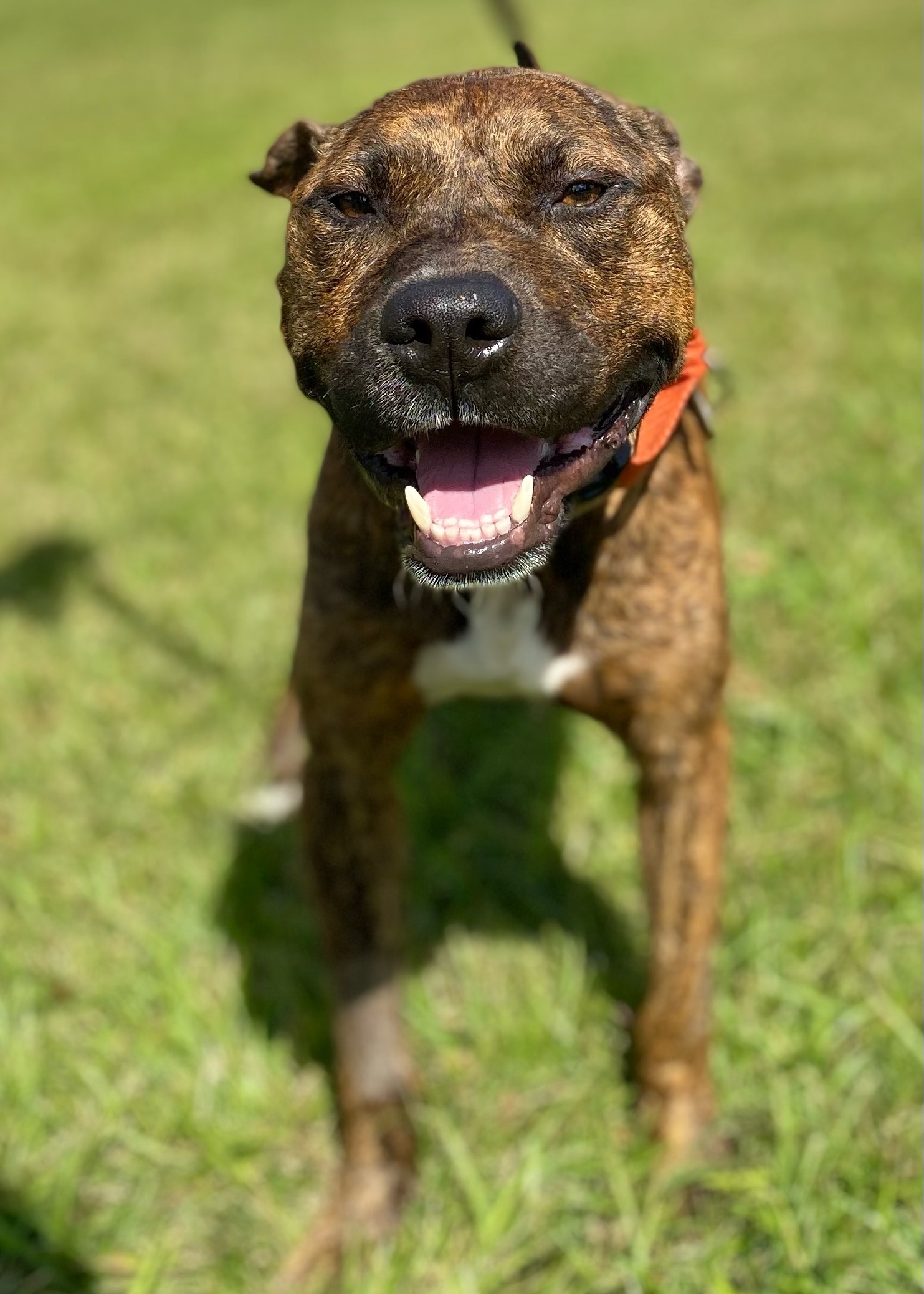 Ryder, an adoptable Pit Bull Terrier in Ridgeland, SC, 29936 | Photo Image 2