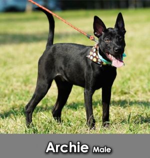 Archie Mountain Dog Dog