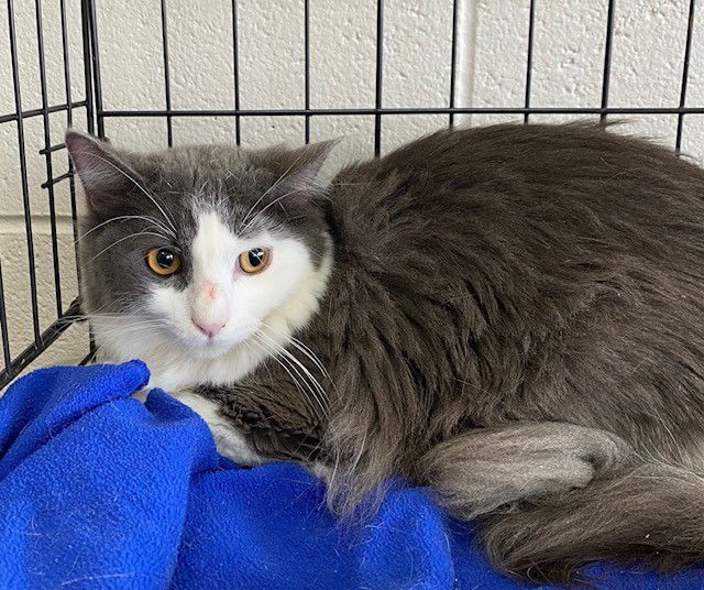 Bear, an adoptable Domestic Long Hair in Crescent, OK, 73028 | Photo Image 1