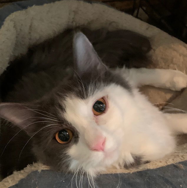 Bear, an adoptable Domestic Long Hair in Crescent, OK, 73028 | Photo Image 2