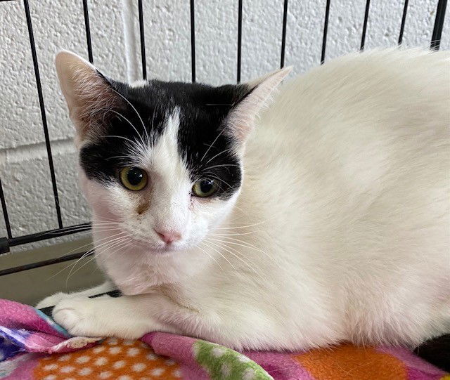 Sissy, an adoptable Domestic Short Hair in Crescent, OK, 73028 | Photo Image 1