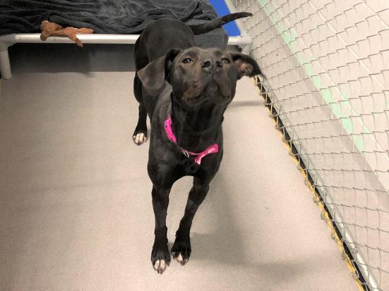 BRYNLEY, an adoptable Labrador Retriever, Mixed Breed in Saskatoon, SK, S7K 3S9 | Photo Image 1