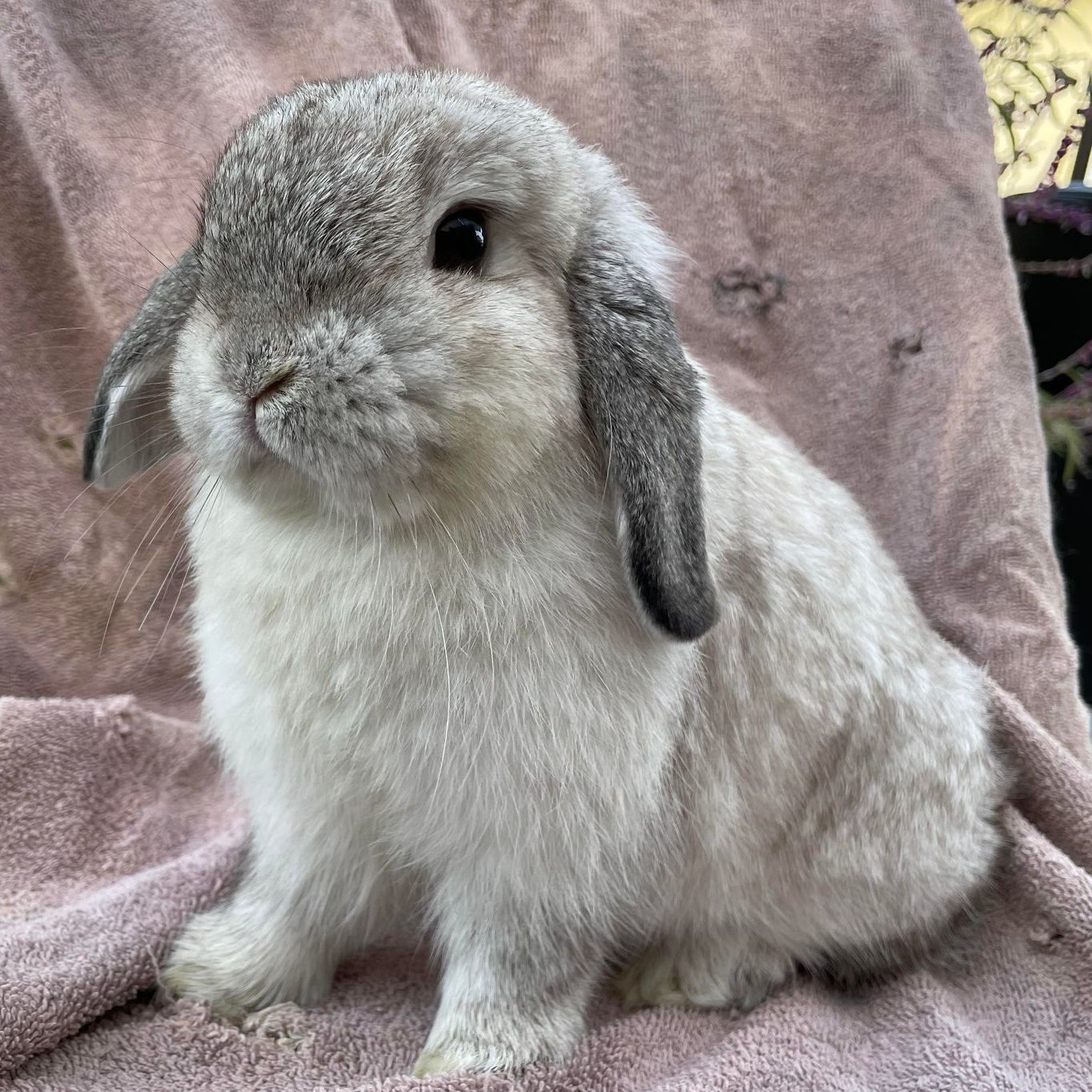 Mini store holland lop