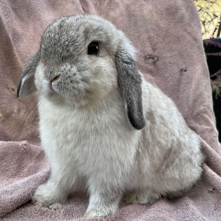 Holland cheap lop mix