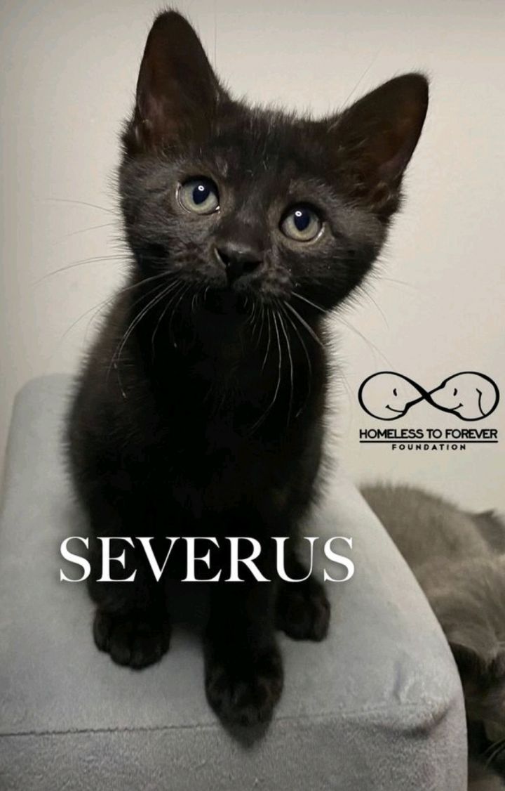 Severus 1