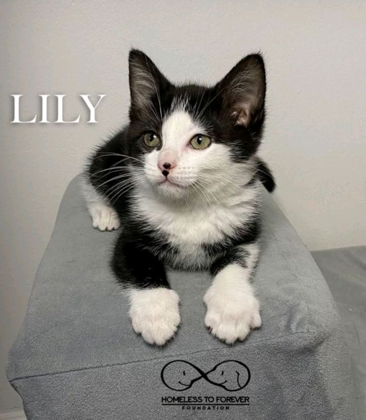 Lily, an adopted Domestic Short Hair & Tuxedo Mix in Pasadena, CA_image-1