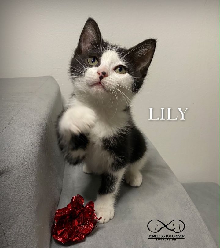 Lily, an adopted Domestic Short Hair & Tuxedo Mix in Pasadena, CA_image-2