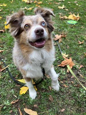 Dogs For Adoption Near Tacoma Wa Petfinder