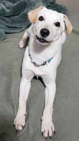 Hannah, an adopted Beagle & Labrador Retriever Mix in Anchorage, AK_image-1