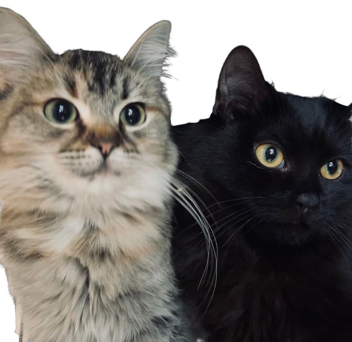 Spaghetti and Meatball, an adoptable Domestic Medium Hair Mix in Los Angeles, CA_image-1