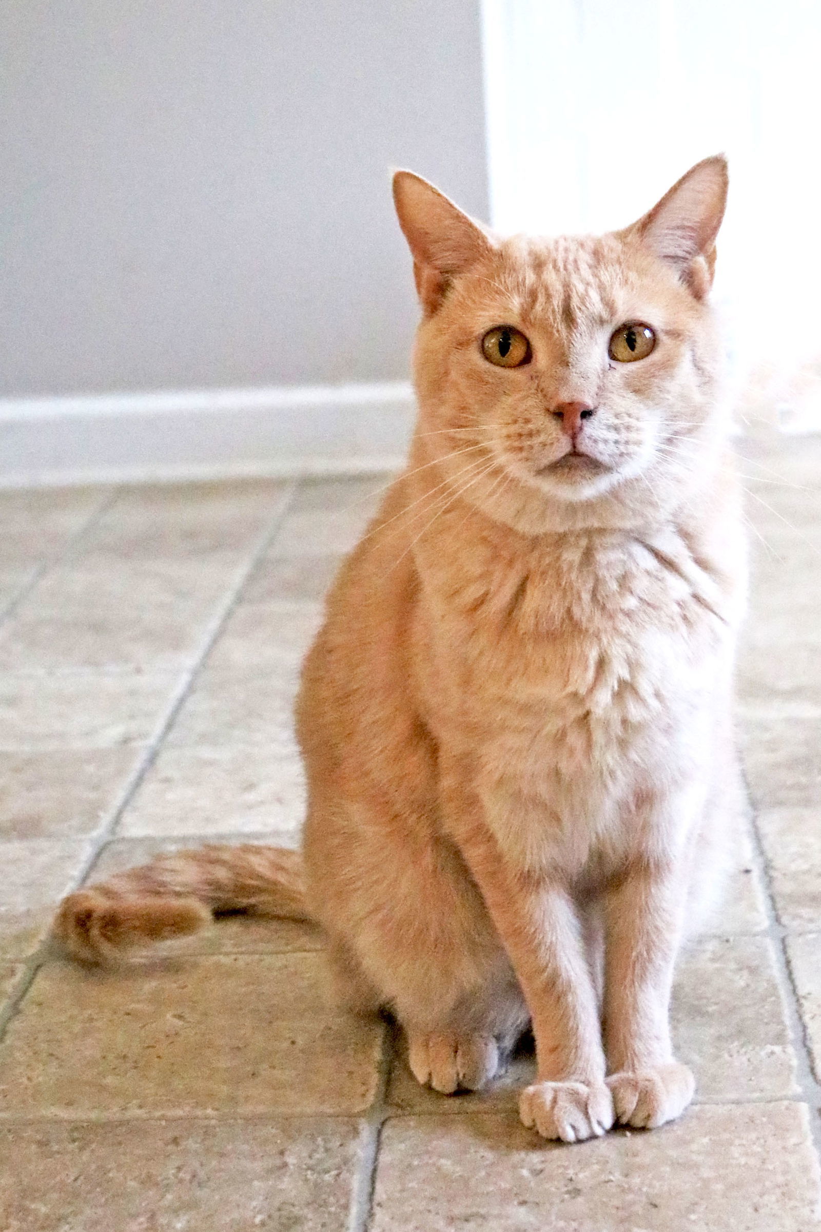 Ferrari, an adoptable Tabby in Buford, GA, 30518 | Photo Image 1