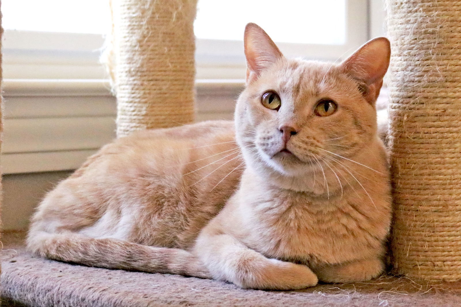 Ferrari, an adoptable Tabby in Buford, GA, 30518 | Photo Image 1