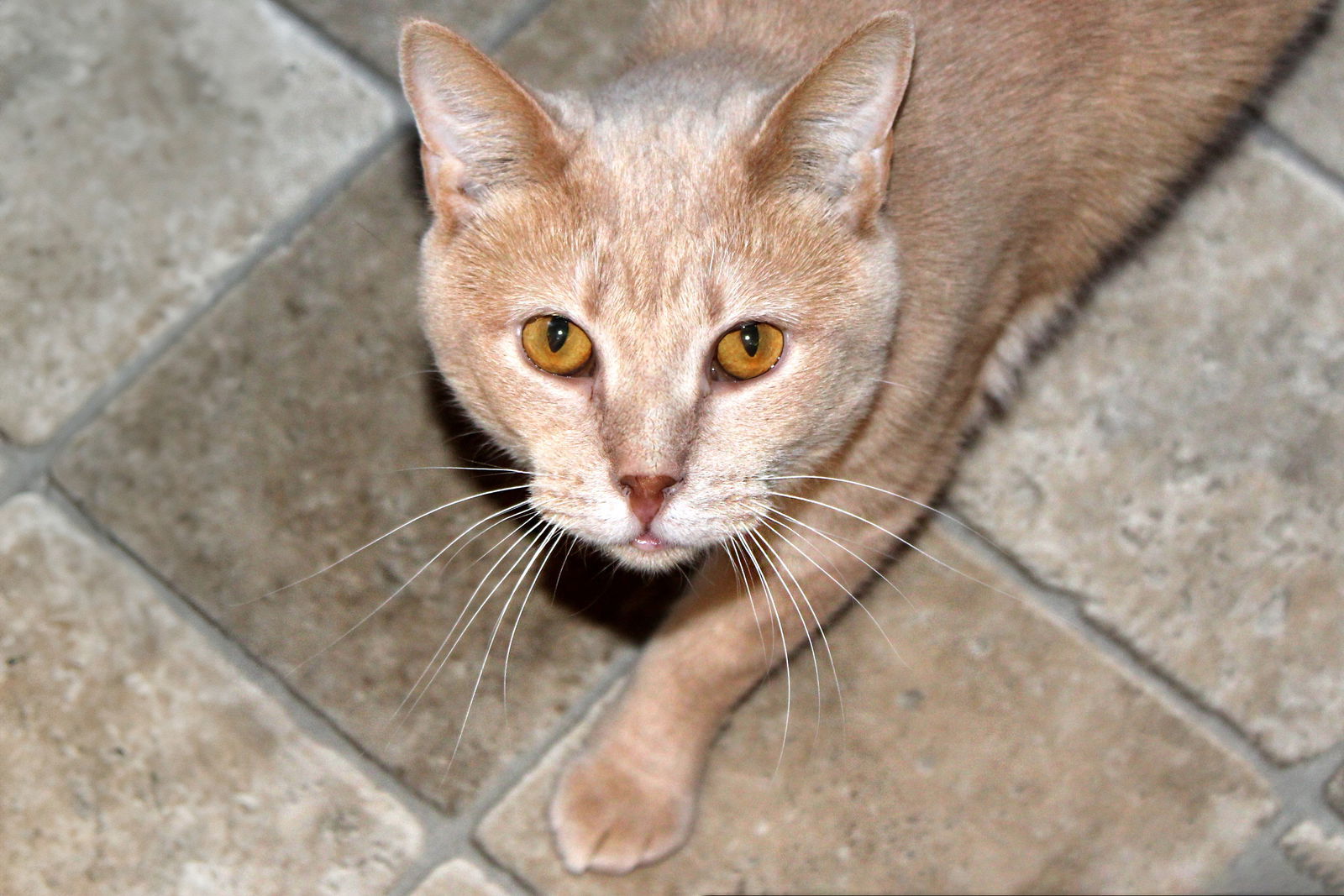 Ferrari, an adoptable Tabby in Buford, GA, 30518 | Photo Image 1