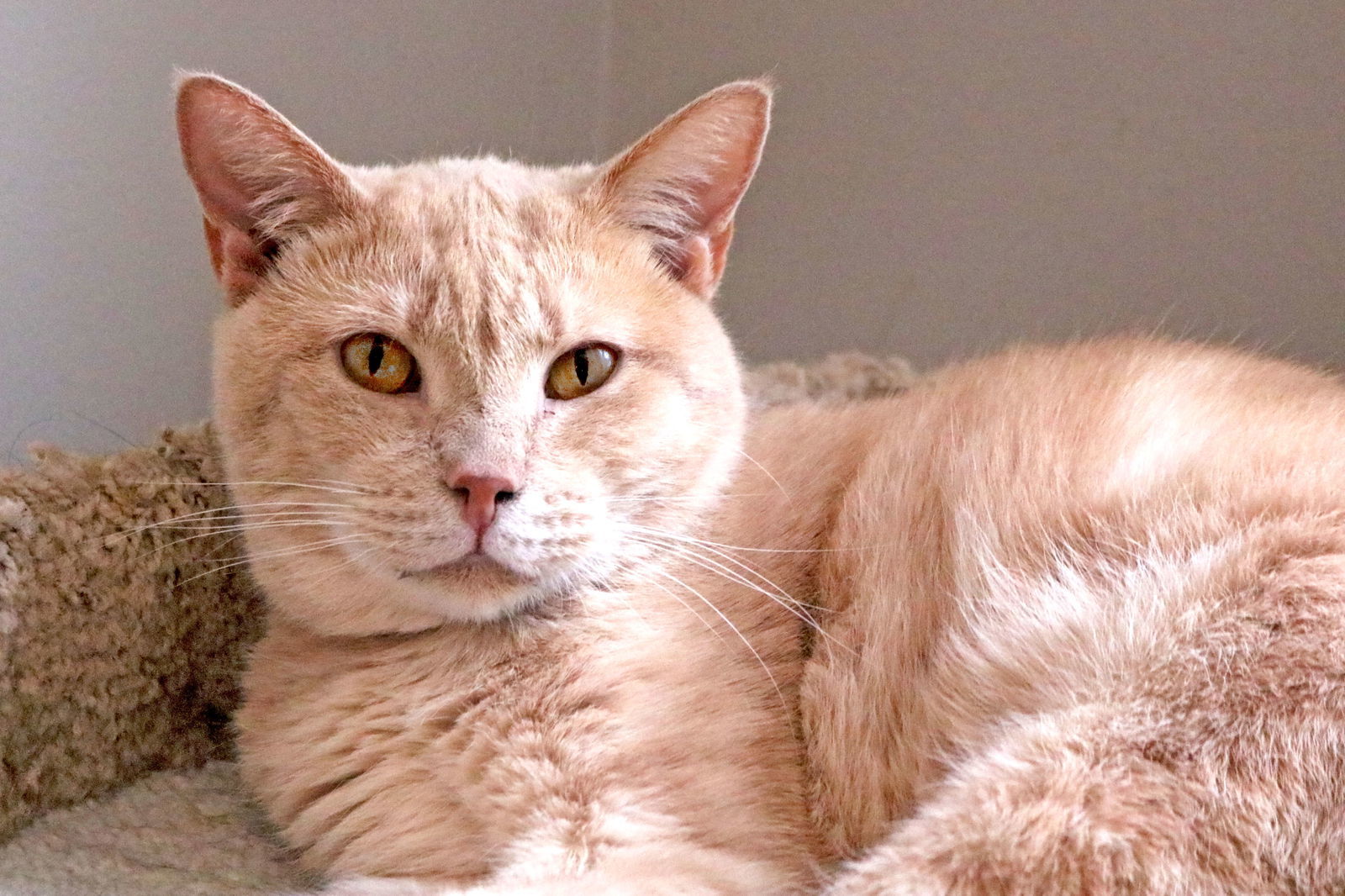 Ferrari, an adoptable Tabby in Buford, GA, 30518 | Photo Image 2