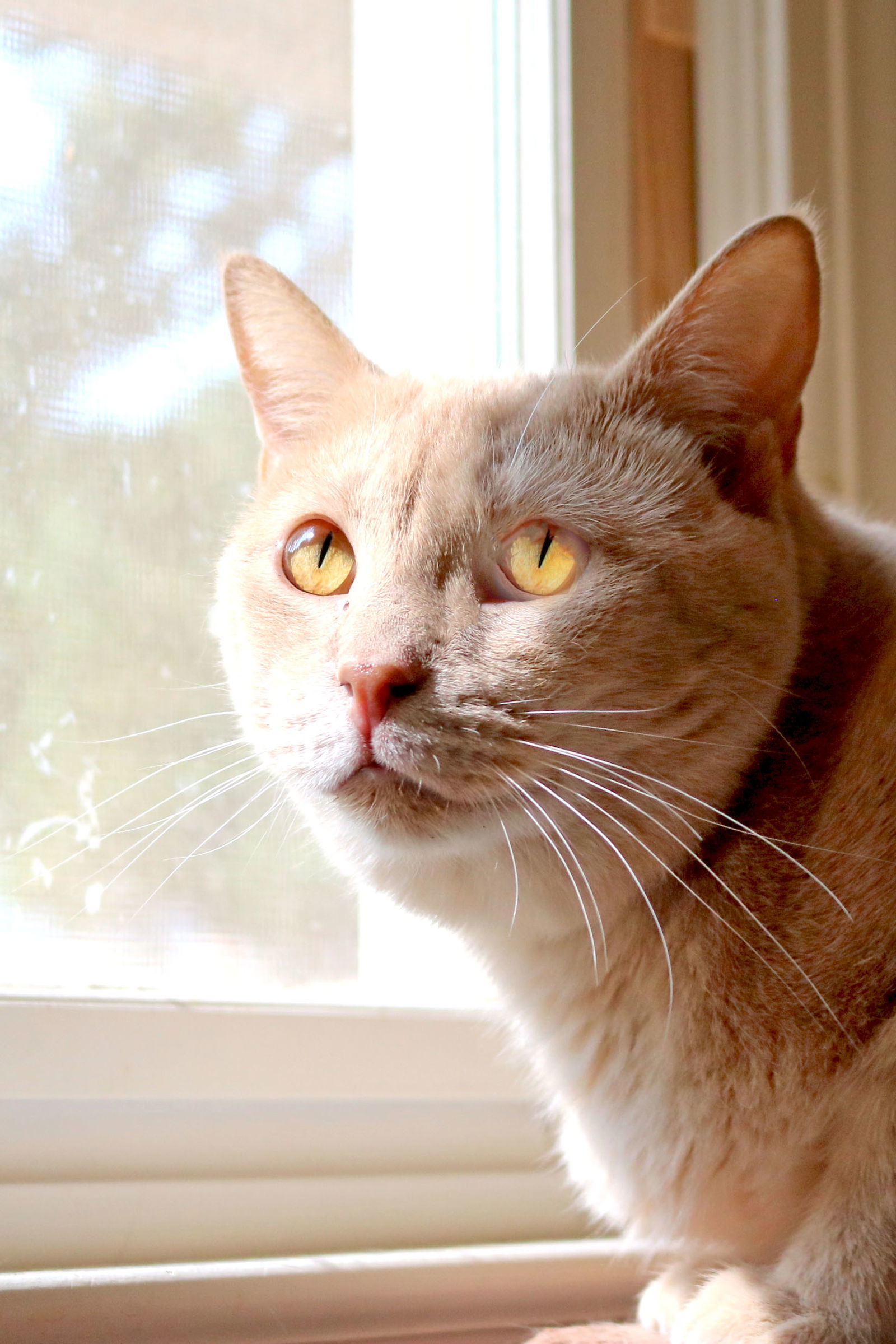 Ferrari, an adoptable Tabby in Buford, GA, 30518 | Photo Image 2