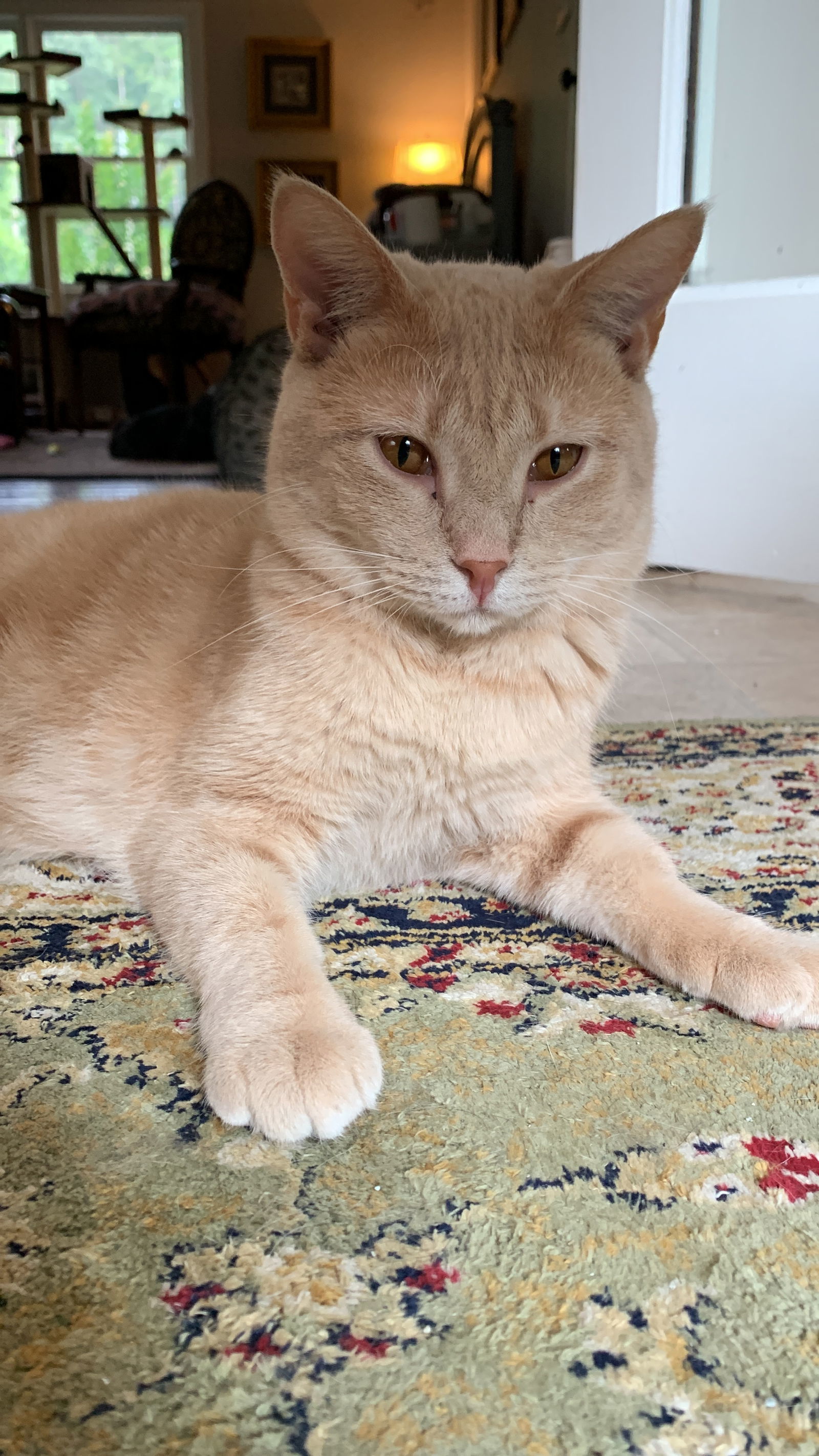 Ferrari, an adoptable Tabby in Buford, GA, 30518 | Photo Image 3