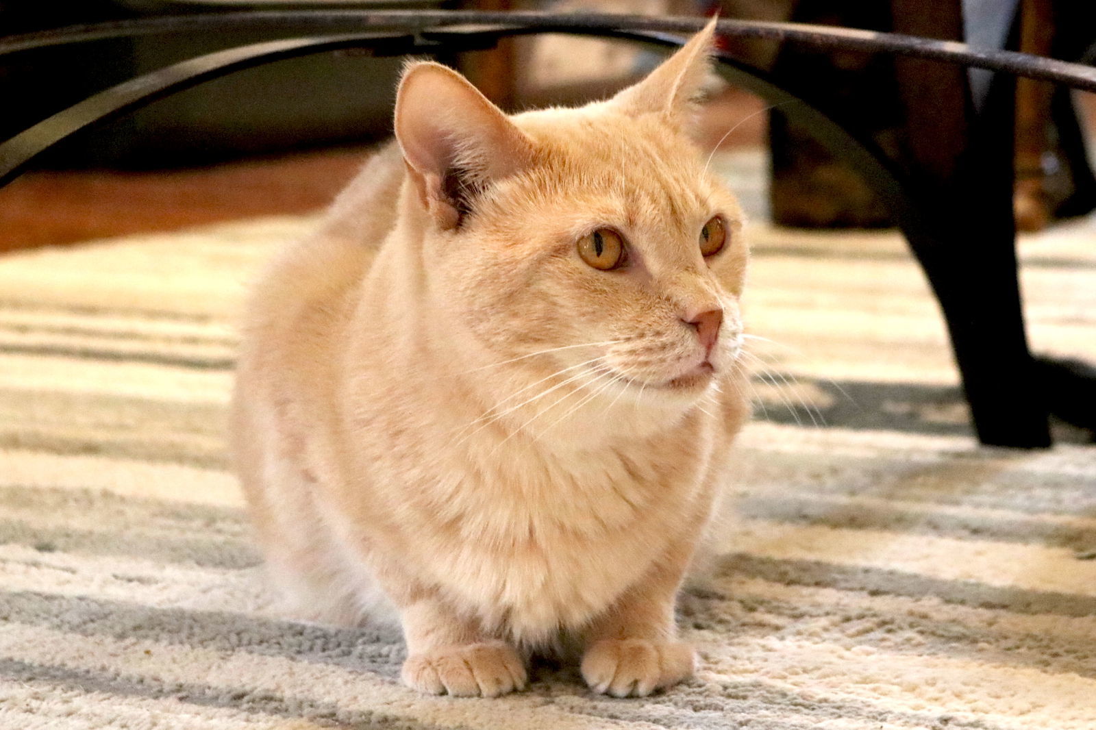 Ferrari, an adoptable Tabby in Buford, GA, 30518 | Photo Image 3