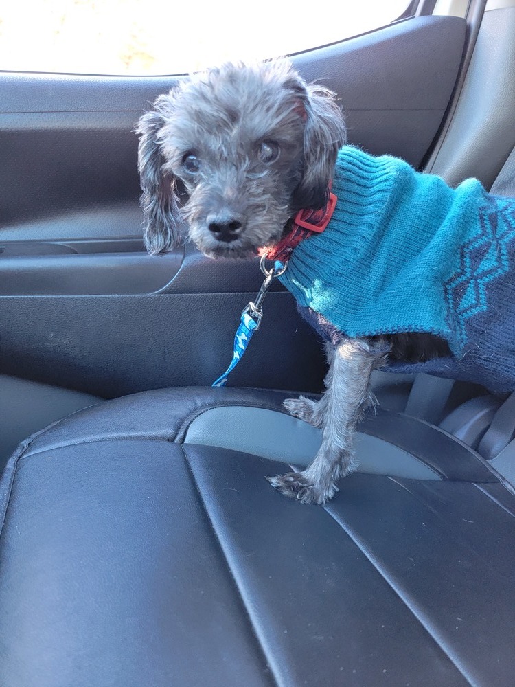 Boo Boop, an adoptable Yorkshire Terrier, Poodle in Forked River, NJ, 08731 | Photo Image 1