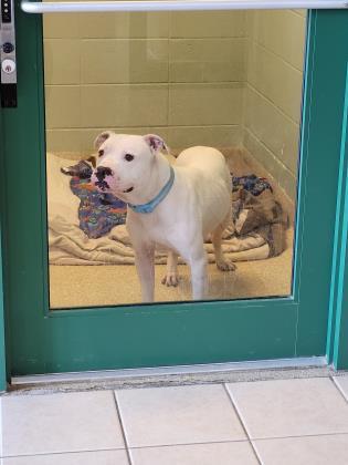 Vinny, an adoptable Mixed Breed in Munster, IN, 46321 | Photo Image 1