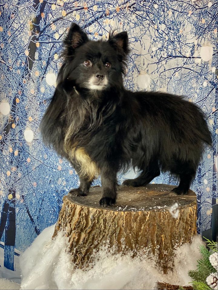 Dog for adoption - Tidus, a Pomeranian & Shetland Sheepdog / Sheltie Mix in  Garland, TX | Petfinder