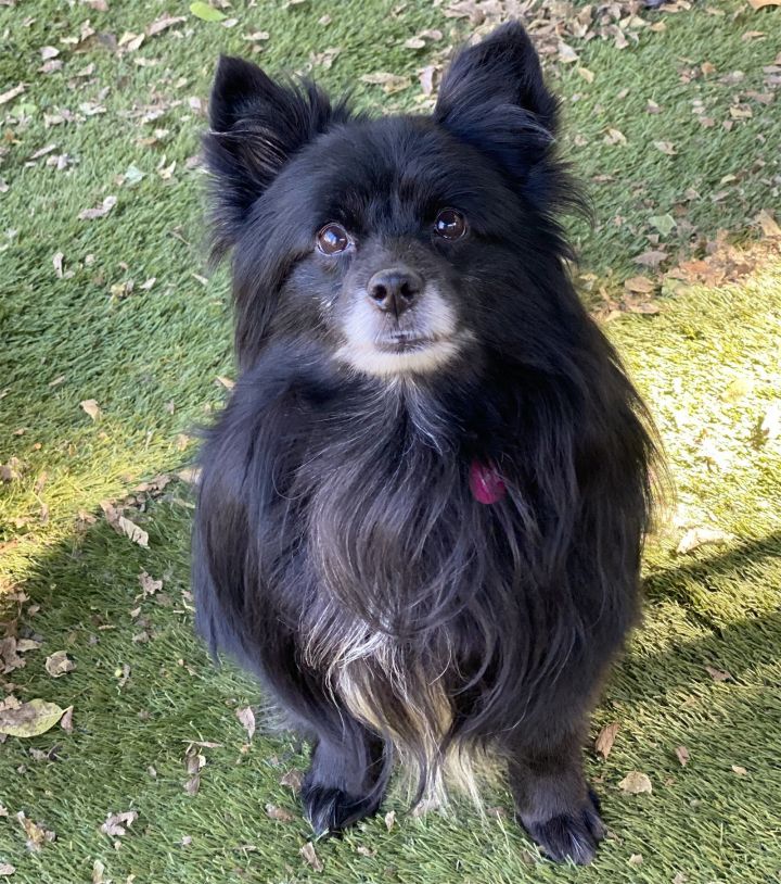 Dog for adoption - Tidus, a Pomeranian & Shetland Sheepdog / Sheltie Mix in  Garland, TX | Petfinder