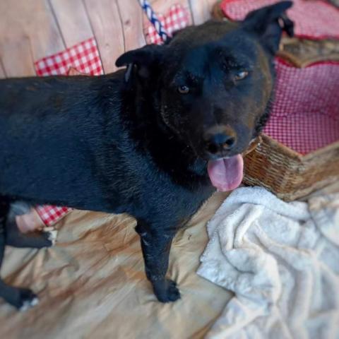 Leo, an adoptable Black Labrador Retriever in San Diego, CA_image-3