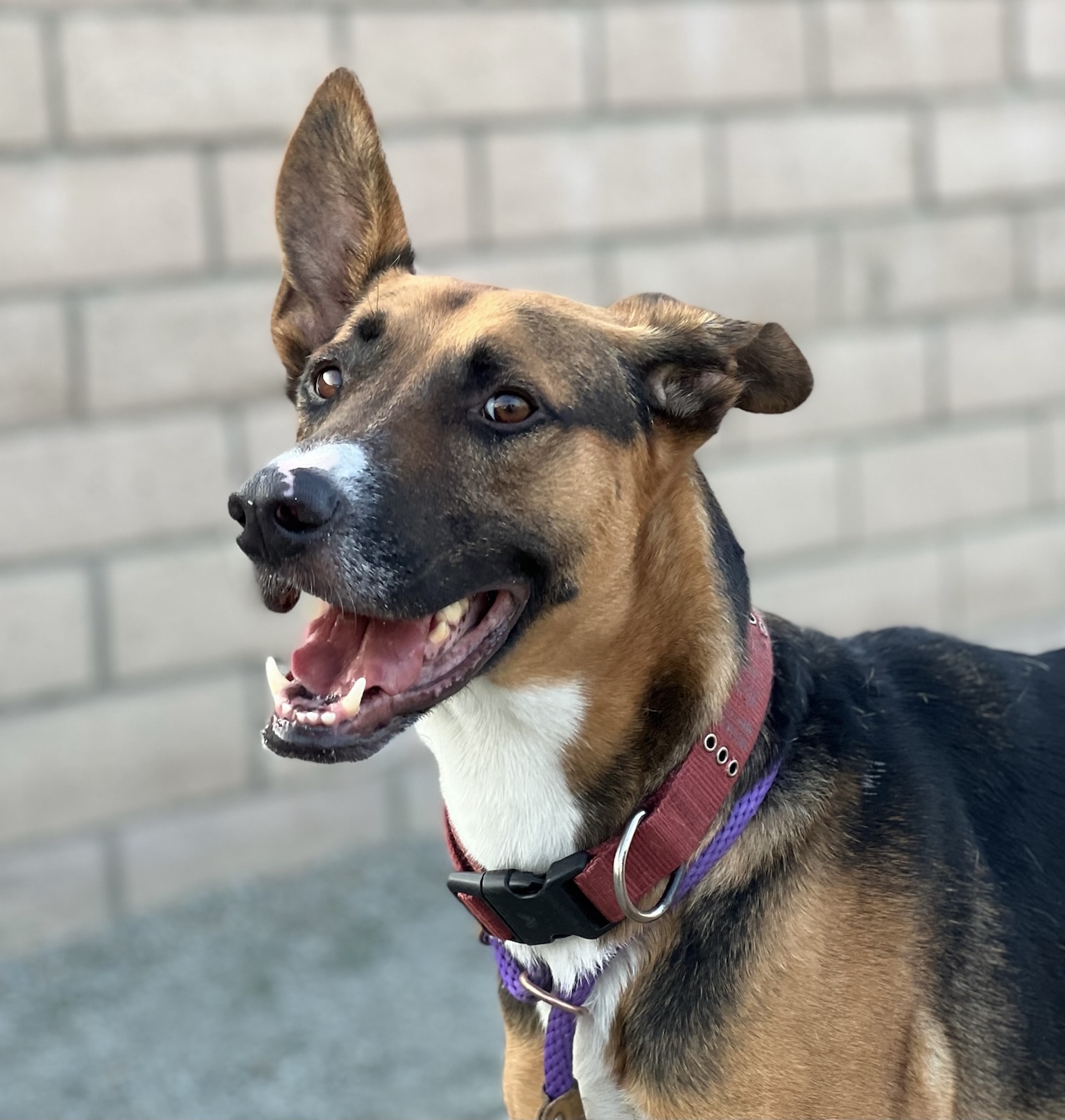 Rex, an adoptable German Shepherd Dog in Visalia, CA, 93277 | Photo Image 2