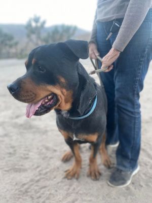 HI - IM MORGAN and Im a large 90-pound-plus almost 7-year-old handsome male Rottweiler in need 