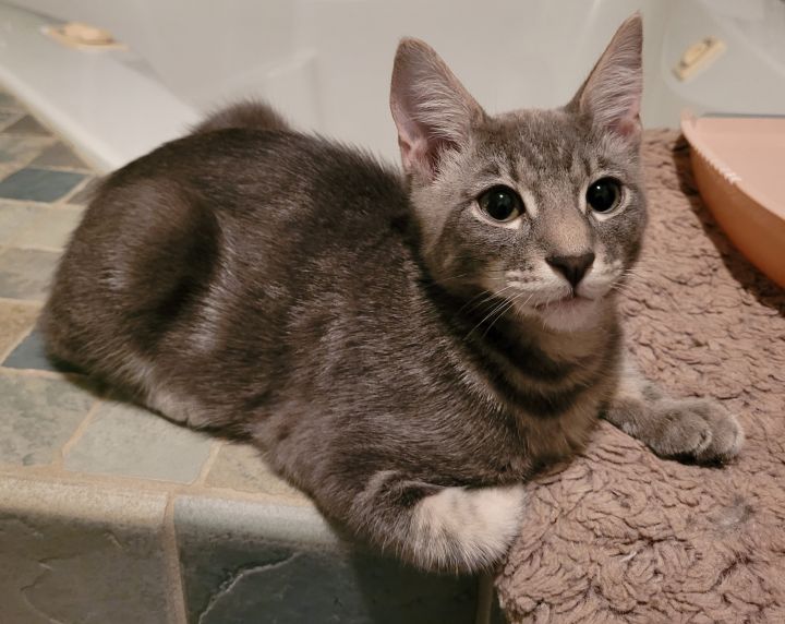 Ryan, an adopted American Shorthair & Tabby Mix in Los Angeles, CA_image-1